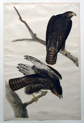 Schwarzer Krieger (Nr. 18)