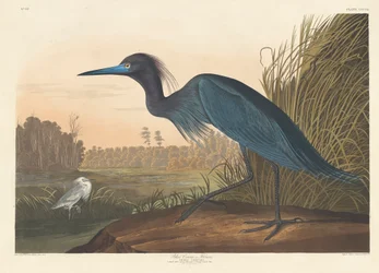 Blauer Kranich oder Reiher, 1836