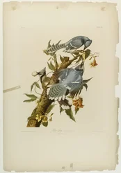 Blauhäher, gedruckt von Julien Bien und veröffentlicht von Roe Lockwood & Son, 1861