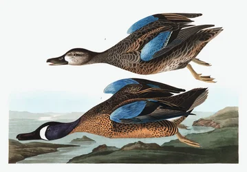 Blaue Krickente, Anas Discors, aus "Die Vögel Amerikas" von John J. Audubon, veröffentlicht 1827-38