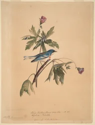 Blauer Gelbrücken-Waldsänger
