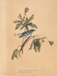 Blau-Gelber Rückensänger, 1812