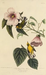 Blauflügeliger Gelbwaldsänger. Aus Die Vögel Amerikas, 1827-1838
