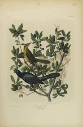Bootschwanzgrackel, gedruckt von Julien Bien und veröffentlicht von Roe Lockwood & Son, 1861