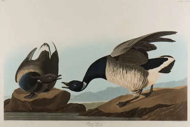 Ringelgans, 1837