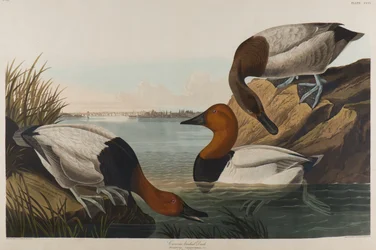 Rückenente, 1836