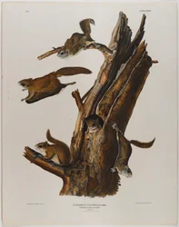 Gewöhnliches Flughörnchen