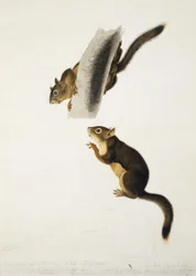Douglas-Hörnchen
