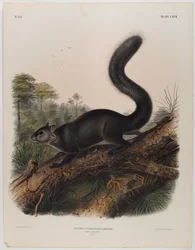 Dunkles Eichhörnchen
