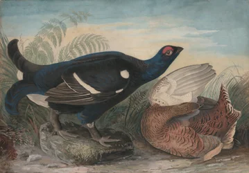 Englische Birkhähne, 1828.