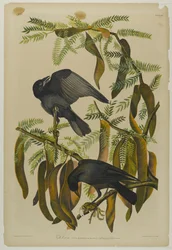 Fischkrähe, gedruckt von Julien Bien und veröffentlicht von Roe Lockwood & Son, 1861