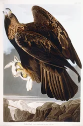 Steinadler, 1833