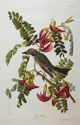 Grauer Tyrann. Grauer Königsvogel