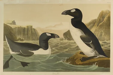 Riesenalk, gedruckt von Julien Bien und veröffentlicht von Roe Lockwood & Son, 1861