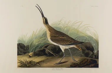 Großer Eskimobrachvogel, 1835