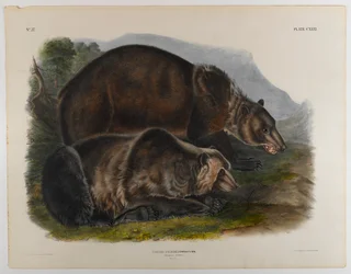 Grizzlybär