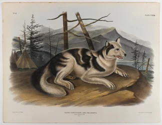 Hare-Indianer-Hund