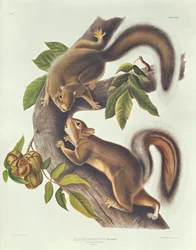 Hasenhörnchen (Sciurus Leoporinus)