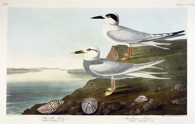 Havells Seeschwalbe und Trudeaus Seeschwalbe, 1838