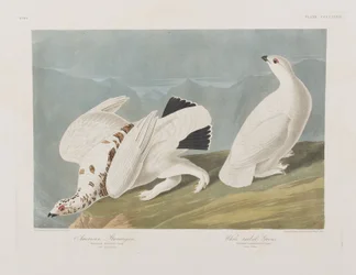 Illustration aus 