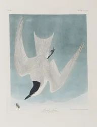 Illustration aus 
