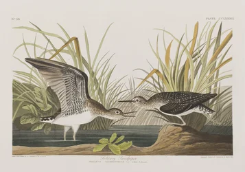 Illustration aus 