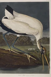 Illustration aus 