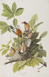 Illustration aus 