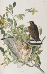 Illustration aus 