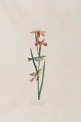 Illustration aus 