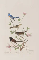 Illustration aus 