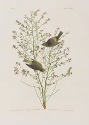 Illustration aus 