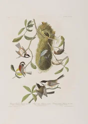 Illustration aus 