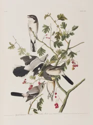 Illustration aus 
