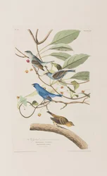 Illustration aus 