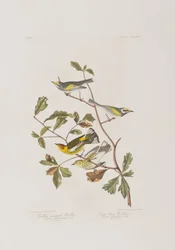 Illustration aus 
