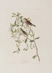 Illustration aus 