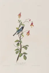 Illustration aus 