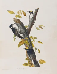 Illustration aus 