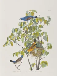 Illustration aus 