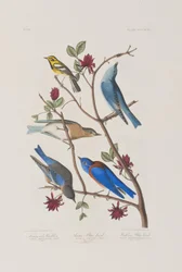 Illustration aus 