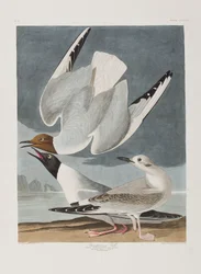 Illustration aus 