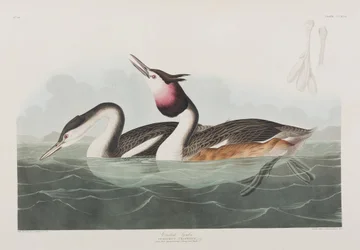 Illustration aus 