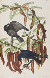 Illustration aus 