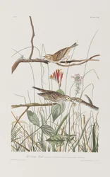Illustration aus 