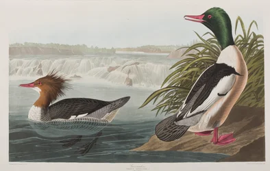 Illustration aus 