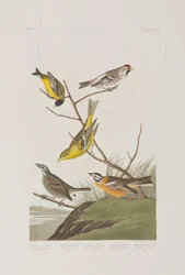 Illustration aus 