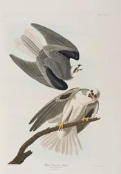 Illustration aus 