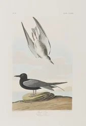 Illustration aus 