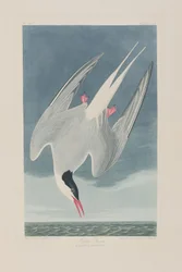 Illustration aus 